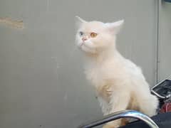 Persian cat