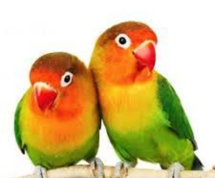 Love birds Fisher 2 full breeders pairs or 1 patha 0