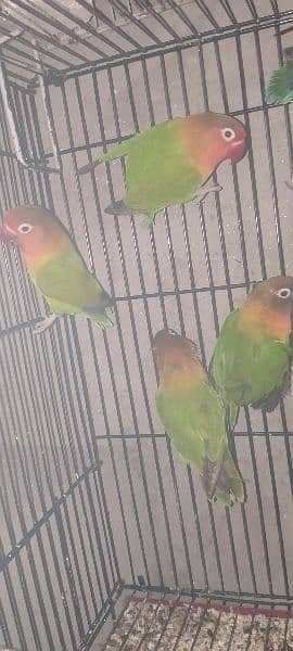 Love birds Fisher 2 full breeders pairs or 1 patha 1