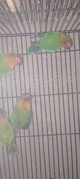 Love birds Fisher 2 full breeders pairs or 1 patha 3