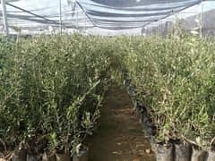 Olive (Zaitoon)  plants for sale.