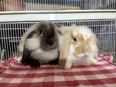 loin lop rabbit so beautiful healthy active cute pair