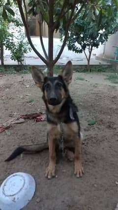 german shepherd 5 months 0