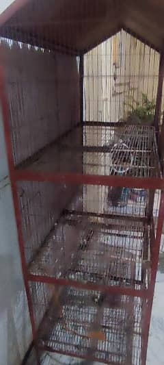 5 portion cage ,moti wire ka ha , Alexander parrots,Grey parrots