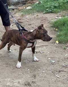 Beautiful pitbull male for sale