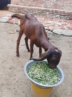 taza sui sahiwal cholistani cross cow second time