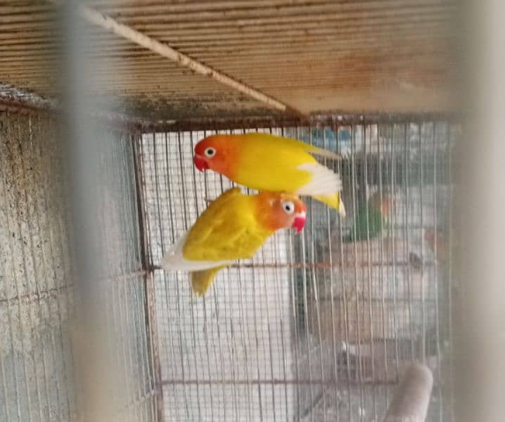 parrots for sale one pair murghi murgha 0