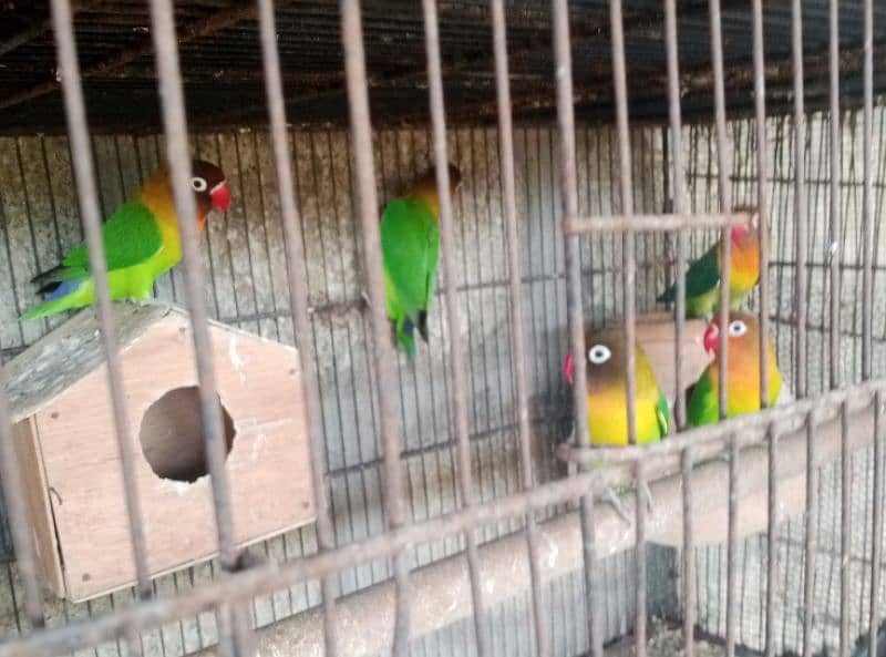 parrots for sale one pair murghi murgha 1