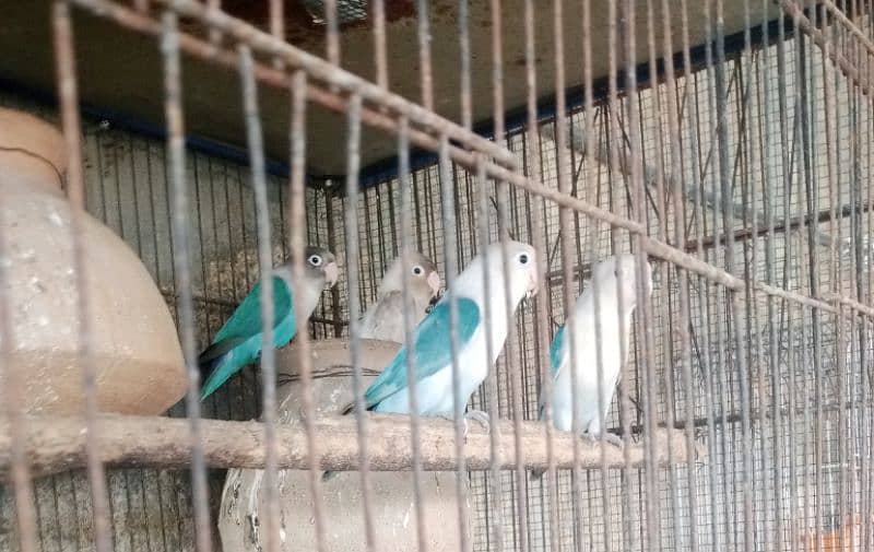 parrots for sale one pair murghi murgha 2