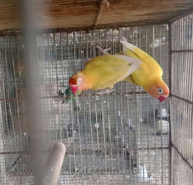 parrots for sale one pair murghi murgha 3