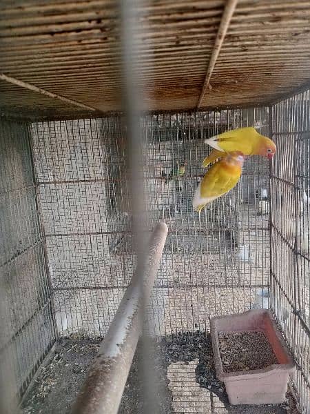 parrots for sale one pair murghi murgha 4