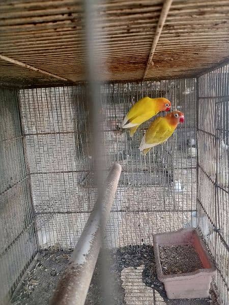 parrots for sale one pair murghi murgha 5