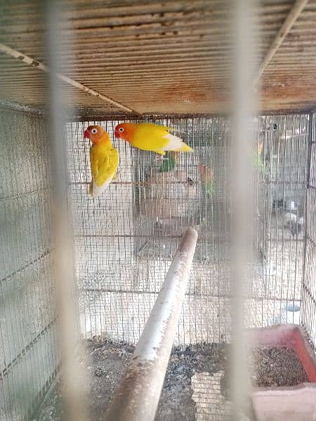 parrots for sale one pair murghi murgha 6