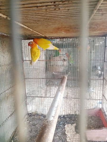 parrots for sale one pair murghi murgha 7