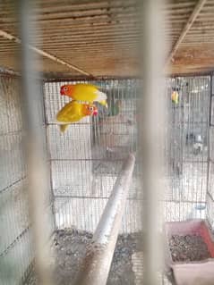 parrots for sale one pair murghi murgha