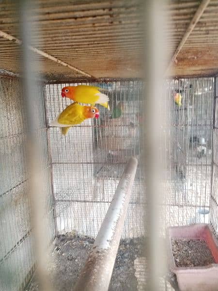 parrots for sale one pair murghi murgha 8