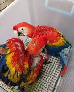 red Macau parrot for sale contact my WhatsApp number 0325,,2232,723