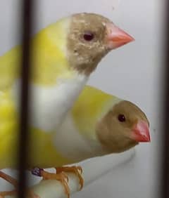 blue Gouldian Goldian Golden finch pair