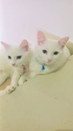 pair of 2 cats male and female