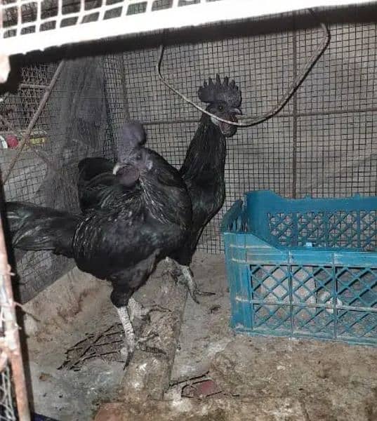 ayam cemani golden sabrigth and other bread available read discribtion 0