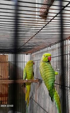 LoveBirds Albino Red Eye;Creamino;Decino;AlbinoSplit Price Description