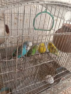 breader parrot for sale.