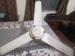 fane for sale