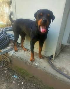 bread Rottweiler hai 9 months k ha