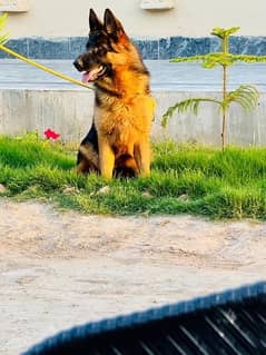 German shepherd / non pedigree