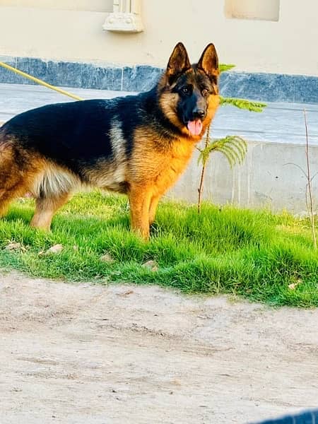 German shepherd / non pedigree 1