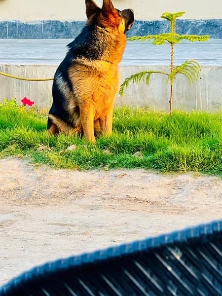 German shepherd / non pedigree 5