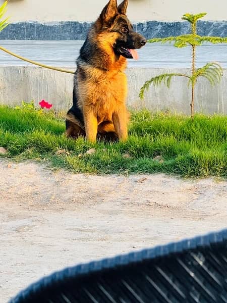 German shepherd / non pedigree 6