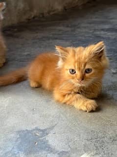 persian cat