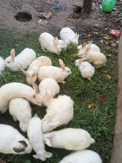 red eys rabbits white color