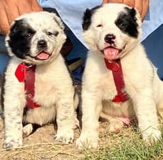 alabai dog pair 2 month for sale