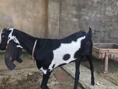 Balck bakri Amarsar Beetal or red bakri Desi Daragi