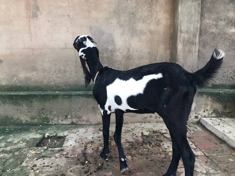 Balck bakri Amarsar Beetal or red bakri Desi Daragi 2