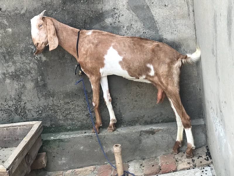 Balck bakri Amarsar Beetal or red bakri Desi Daragi 6