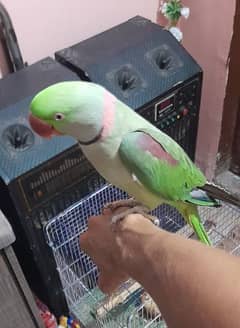 Raw Parrot