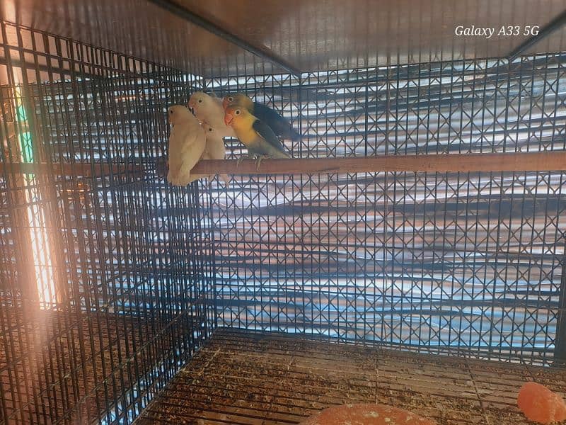 Love bird breeding setup 1