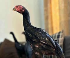 black oh shamo pulllets /chicks for sale