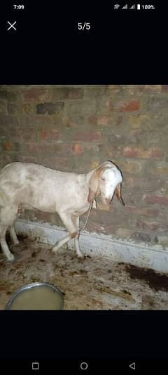 bakri for sell