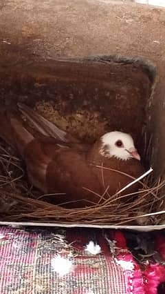 Brown and White Pigeon