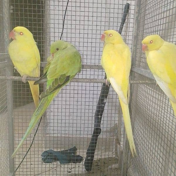 Yellow ringneck parrots. 4