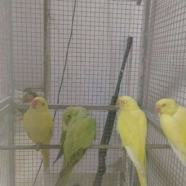 Yellow ringneck parrots. 7