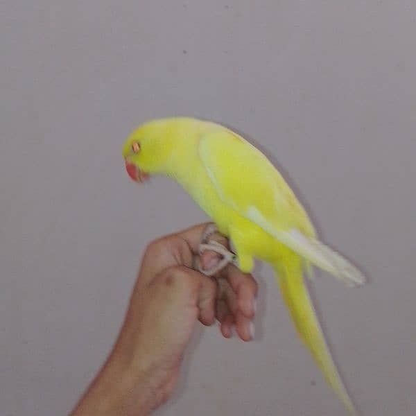 Yellow ringneck parrots. 8