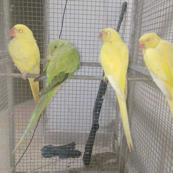 Yellow ringneck parrots. 9