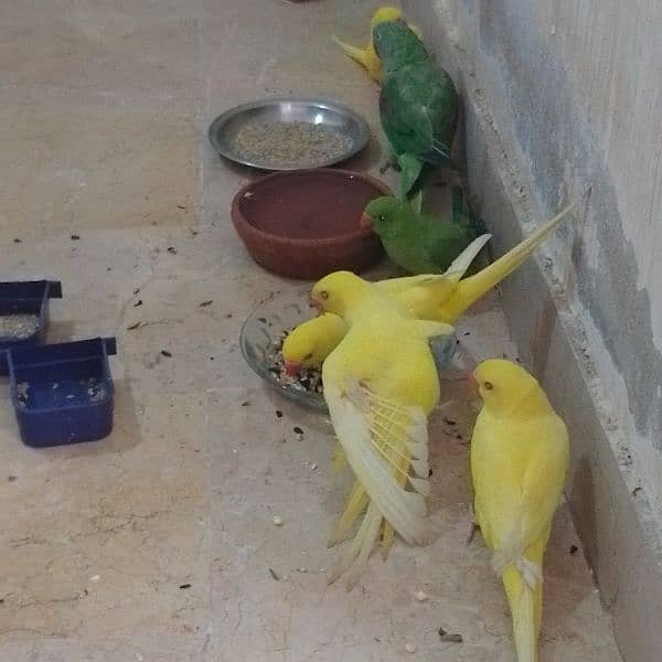 Yellow ringneck parrots. 11