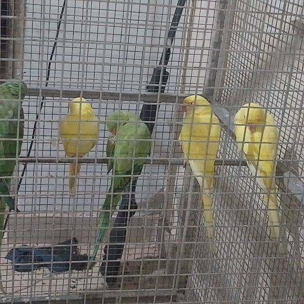 Yellow ringneck parrots. 12