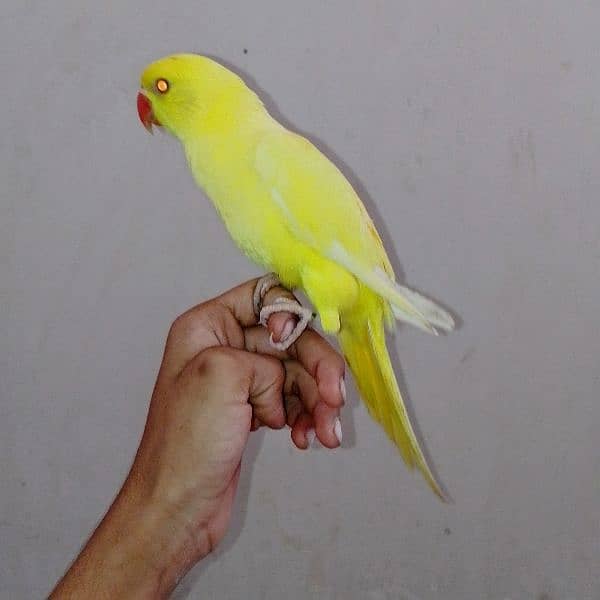 Yellow ringneck parrots. 13